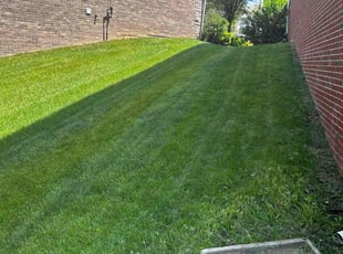 Carly D.'s grass cutting service result