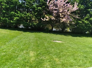 Dogan O.'s grass cutting service result