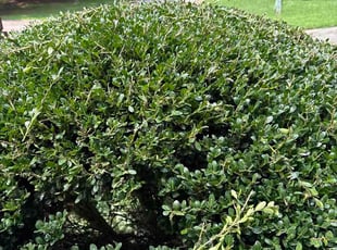 Chase L.'s Bush Trimming service result
