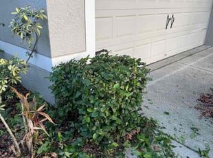 Jim M.'s Bush Trimming service result