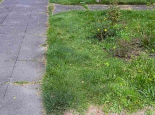 Julie P.'s lawn care service result