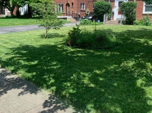 James J.'s turf care service result