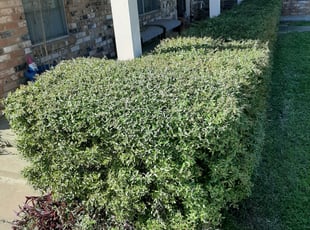 Celeste N.'s Bush Trimming service result