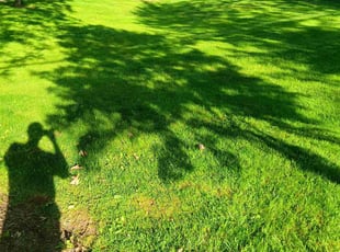 Darrel P.'s lawn care service result