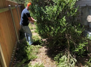 Kim N.'s Bush Trimming service result