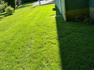 Steve P.'s grass maintenance service result