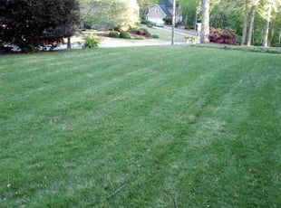 Nafeesa M.'s turf care service result