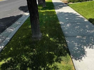 Alisha K.'s grass cutting service result
