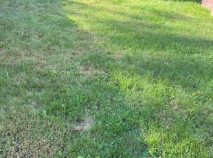 Krista M.'s turf maintenance service result