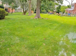 Jacklyn R.'s grass maintenance service result
