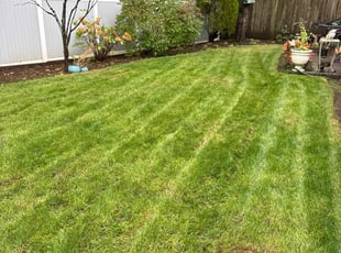 Socheata L.'s lawn service service result