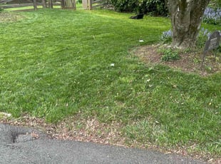 Deborah E.'s turf maintenance service result