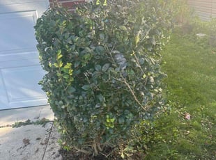 Deborah B.'s Bush Trimming service result