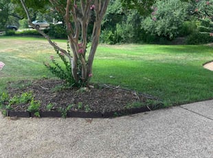 Janette N.'s turf care service result