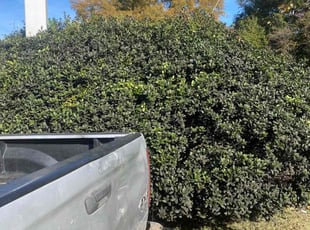 Stacey C.'s grass maintenance service result