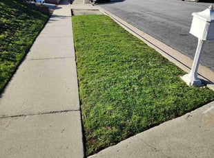 Youwei L.'s lawn care service result