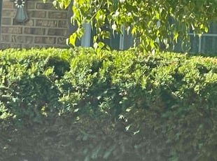 Kate C.'s Bush Trimming service result