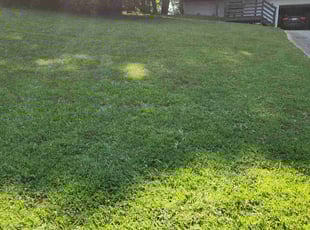 Francisco C.'s lawn service service result