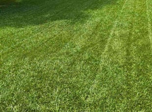 Donovan H.'s lawn care services service result