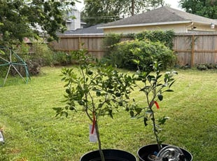 Michelle D.'s lawn maintenance service result