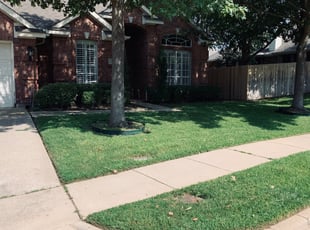 Ami T.'s Bush Trimming service result