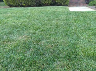Jennifer D.'s lawn maintenance service result