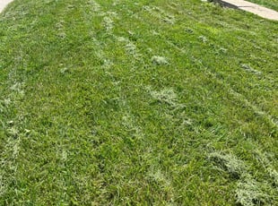 David R.'s turf care service result