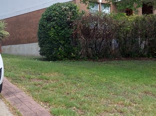 Noel M.'s Bush Trimming service result