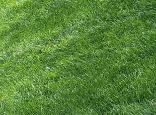 Anita R.'s grass maintenance service result