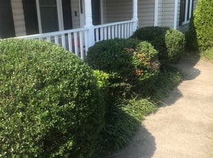 Dora M.'s Bush Trimming service result