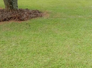 Aretina S.'s grass cutting service result