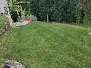 Sangeetha K.'s grass maintenance service result