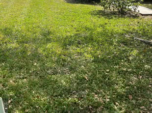 Chundra S.'s lawn care services service result