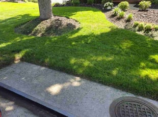 Amber S.'s lawn maintenance service result
