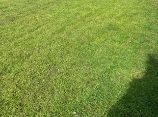 Delal M.'s turf care service result