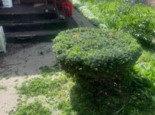 Georgina N.'s grass cutting service result