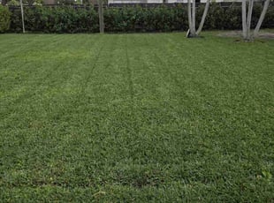 Alejandro D.'s turf maintenance service result