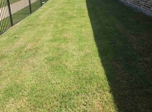 Carlos B.'s turf care service result