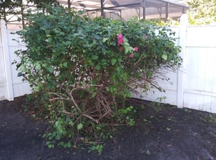 Cheryl L.'s Bush Trimming service result