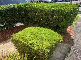 Ben J.'s Bush Trimming service result