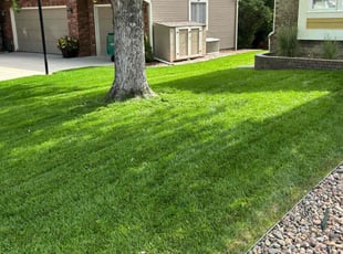 David K.'s lawn care service result