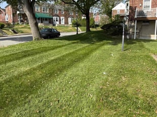 Maggie M.'s turf care service result