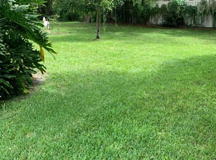 Jen C.'s grass cutting service result
