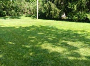 Ina B.'s lawn care service result