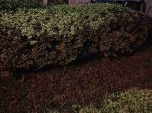 Laurie C.'s lawn care service result