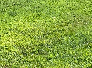 Don F.'s lawn service service result