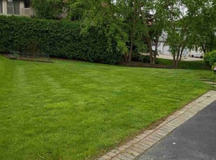 Taquanda C.'s turf maintenance service result