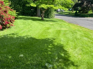 Gary B.'s grass maintenance service result