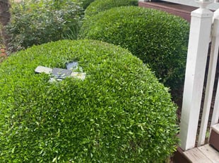 Tiffany N.'s Bush Trimming service result