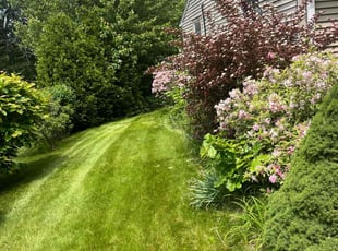 Thomas K.'s lawn maintenance service result